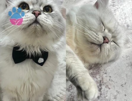 1 buçuk yaşında erkek British oğlumuza eş arıyoruz