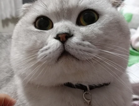 3 yaşındaki Scottish fold oğluma eş arıyorum - 118980742