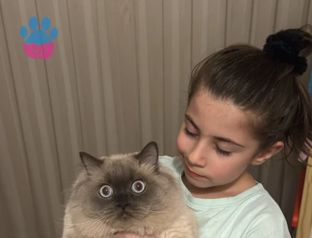 Pamuk beye eş arıyoruz