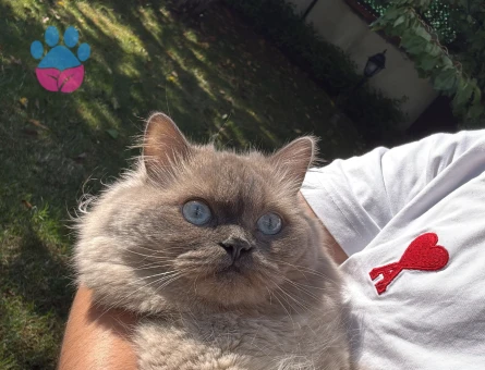 Pamuk beye eş arıyoruz