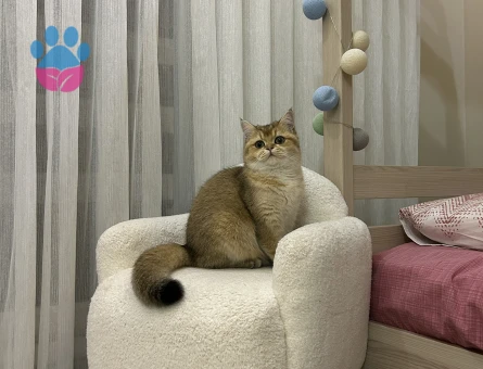 Secereli erkek kedi arıyoruz