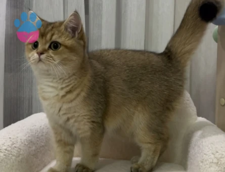 Secereli erkek kedi arıyoruz