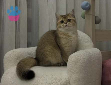 Secereli erkek kedi arıyoruz