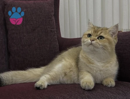 Secereli erkek kedi arıyoruz