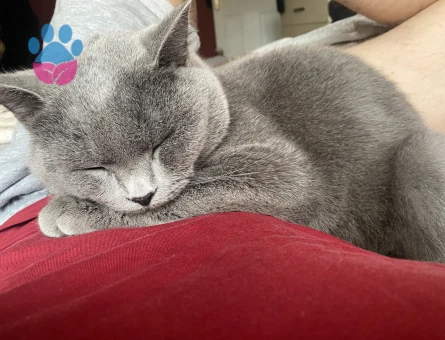 geceme gündüz olacak bir kedi arıyorum