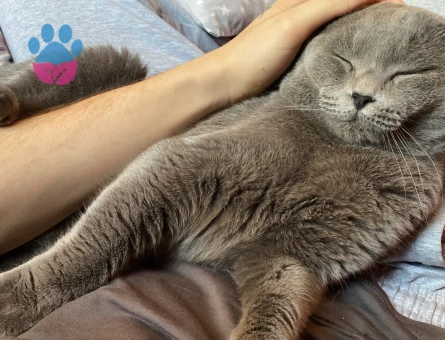 geceme gündüz olacak bir kedi arıyorum