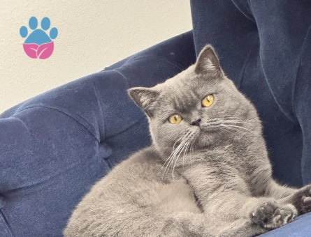 British Shorthair Eş arıyoruz 1 Yaşında