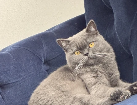 British Shorthair Eş arıyoruz 1 Yaşında - 118980750