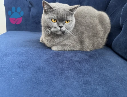 British Shorthair Eş arıyoruz 1 Yaşında