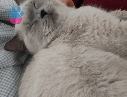 Erkek bluepoint kedime eş arıyorum