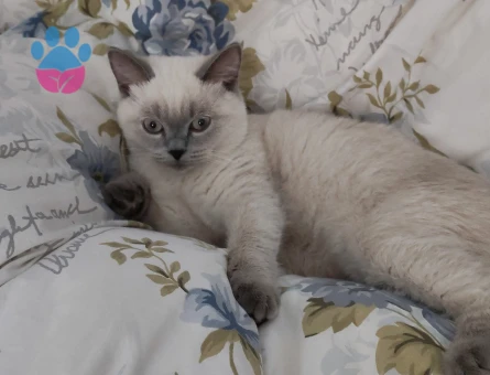 Erkek bluepoint kedime eş arıyorum