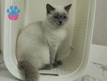 Erkek bluepoint kedime eş arıyorum