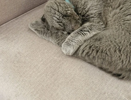 British Shorthair Oglum için eş Arıyorum - 118980753