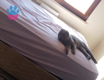 British Shorthair Oglum için eş Arıyorum