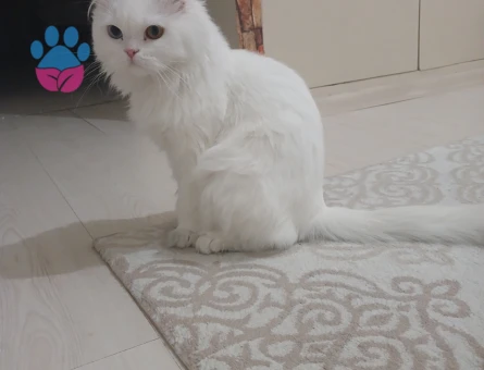 Dünyalar güzeli kızıma yakışıklı damat arıyorum