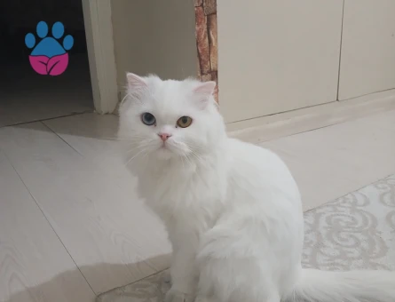 Dünyalar güzeli kızıma yakışıklı damat arıyorum