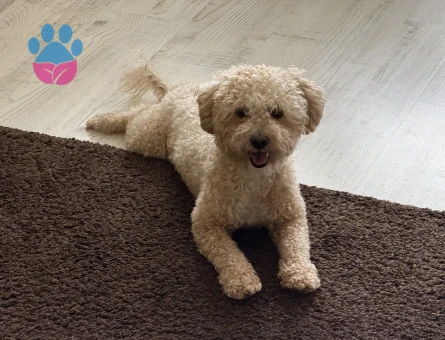 Erkek Maltipoomuz Bala