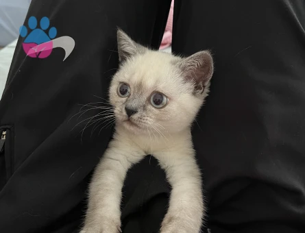 British Shorthair Bluepoint Kedime Eş Arıyorum