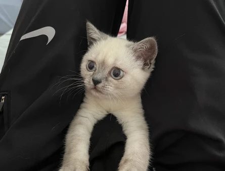 British Shorthair Bluepoint Kedime Eş Arıyorum - 118980760
