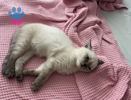 British Shorthair Bluepoint Kedime Eş Arıyorum