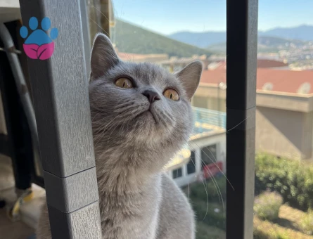 British shortair Kedim İçin Eş Arıyoruz