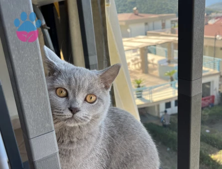 British shortair Kedim İçin Eş Arıyoruz