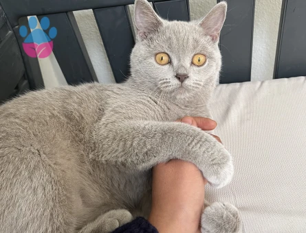 British shortair Kedim İçin Eş Arıyoruz