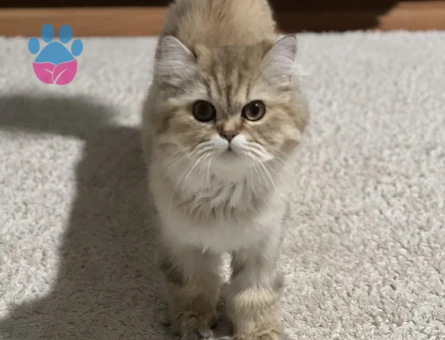 Kızıma erkek eş arıyoruz