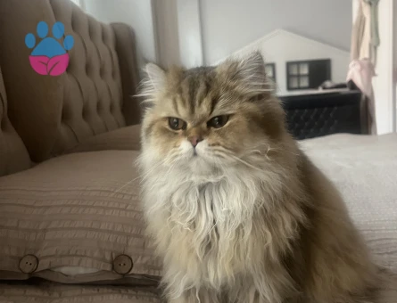 Kızıma erkek eş arıyoruz