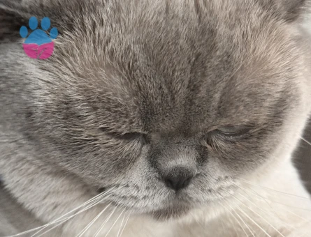 Oğluma gelin arıyoruz