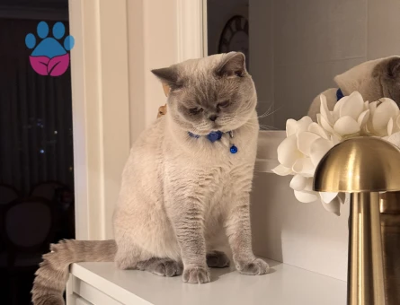 Oğluma gelin arıyoruz