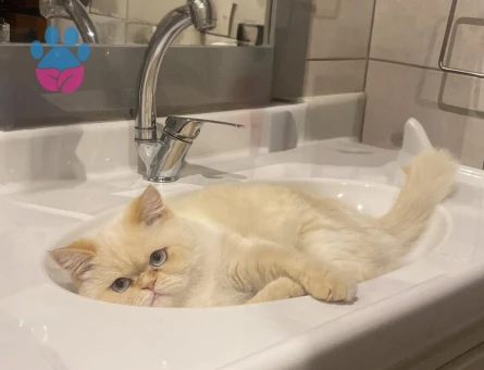 Patitomuza eş arıyoruz