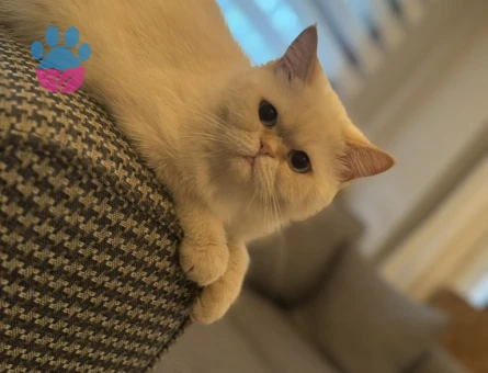 Patitomuza eş arıyoruz