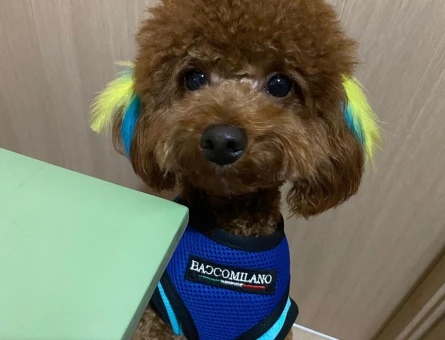 TECRÜBELİ ERKEK KORE TOY POODLE - 118973540