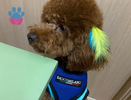 TECRÜBELİ ERKEK KORE TOY POODLE