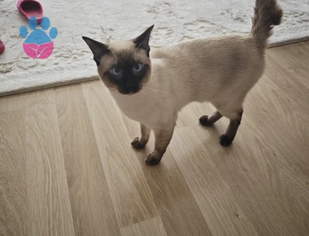 1 yaşında siyam eş arıyor