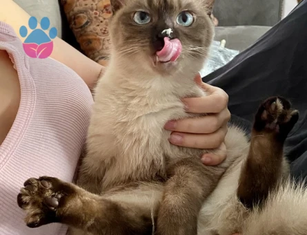 British Shorthair 1 Yaşında Eş Arıyorum