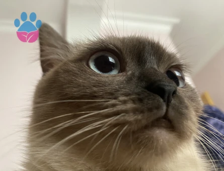 British Shorthair 1 Yaşında Eş Arıyorum