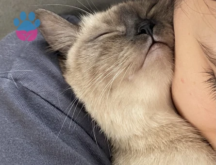 British Shorthair 1 Yaşında Eş Arıyorum
