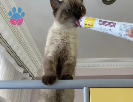 British Shorthair 1 Yaşında Eş Arıyorum