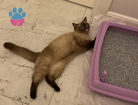 British Shorthair 1 Yaşında Eş Arıyorum