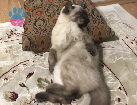 British Shorthair 1 Yaşında Eş Arıyorum
