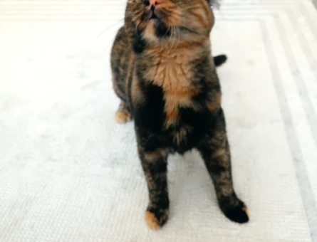 Şanslı Tortoiseshell kendimize eş ariyoruz - 118973548