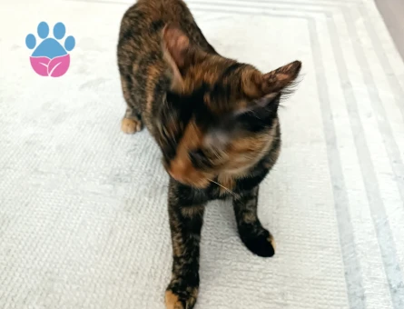 Şanslı Tortoiseshell kendimize eş ariyoruz