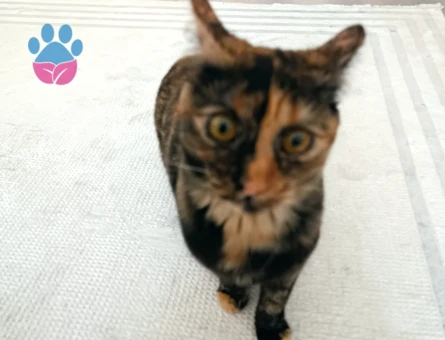 Şanslı Tortoiseshell kendimize eş ariyoruz