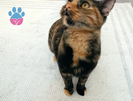 Şanslı Tortoiseshell kendimize eş ariyoruz