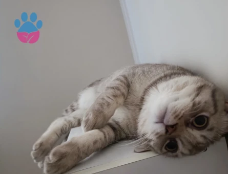 Oğlumuza eş arıyoruz..