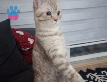 Oğlumuza eş arıyoruz..