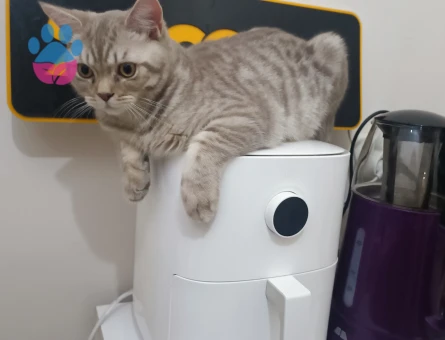 Oğlumuza eş arıyoruz..