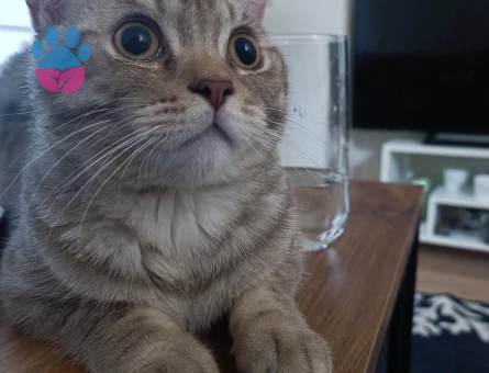 Oğlumuza eş arıyoruz..